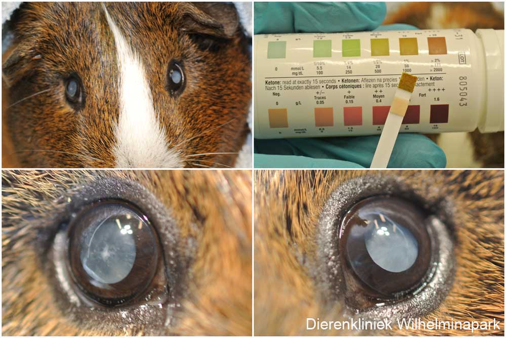 Cavia Loetje heeft cataract en suikerziekte